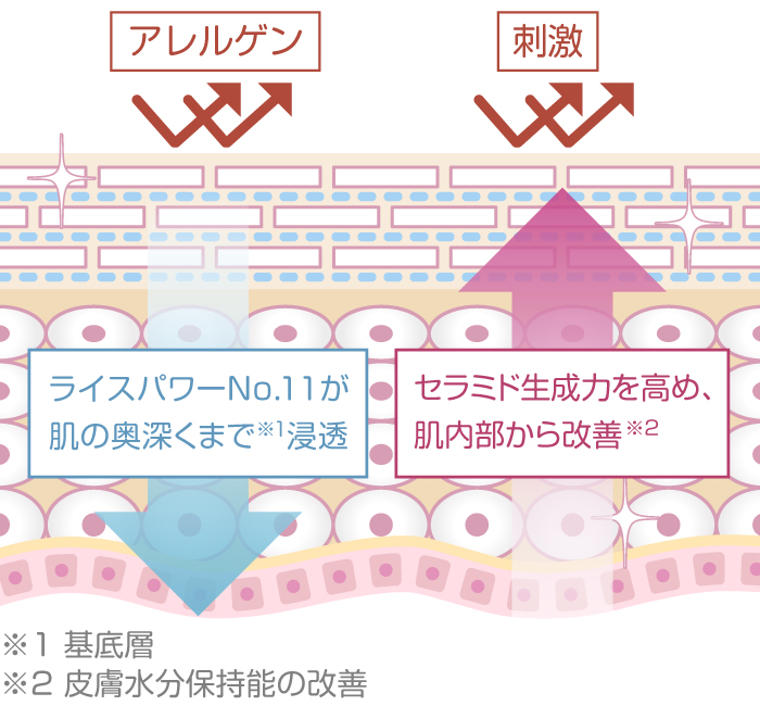 ライスパワーNo.11によりバリア機能が整った肌図