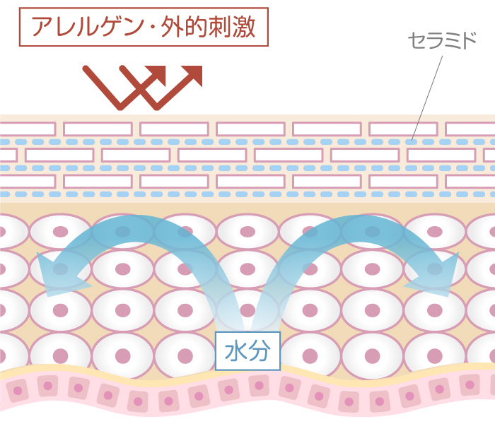 ターンオーバーの質が高い肌図