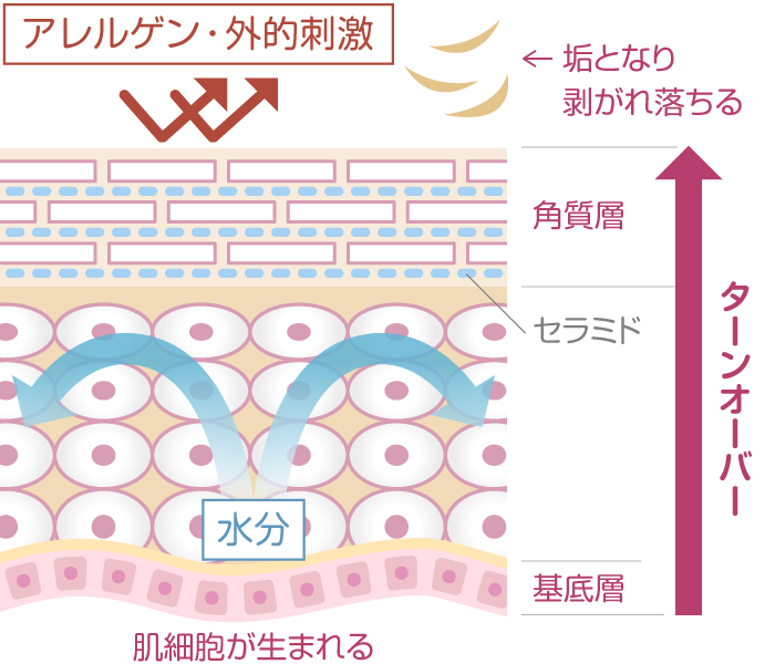 ターンオーバーの流れを示した肌図